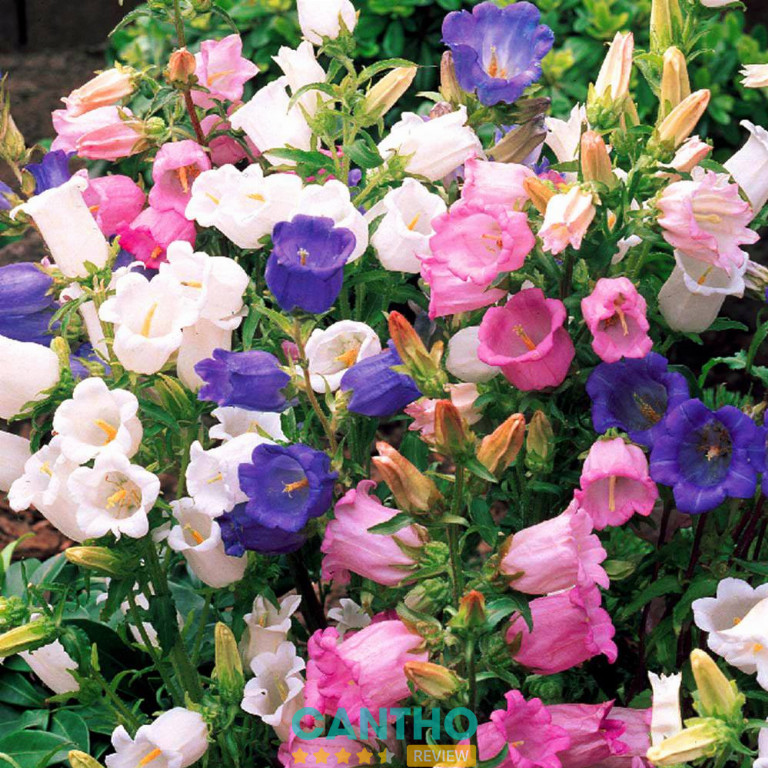 Mai Việt Garden là vựa cây cảnh tại Cần Thơ