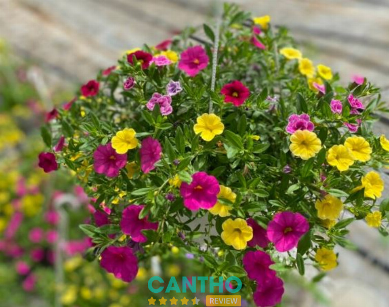 Thanh Xuân Garden là vựa cây cảnh bình dân ở Cần Thơ