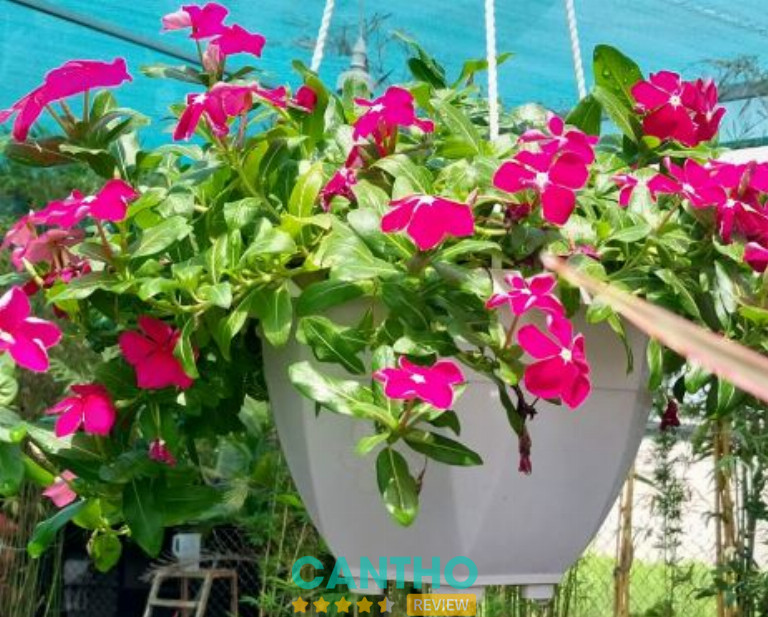 Cây Kiểng Minh Vy là vựa cây ở Cần Thơ 