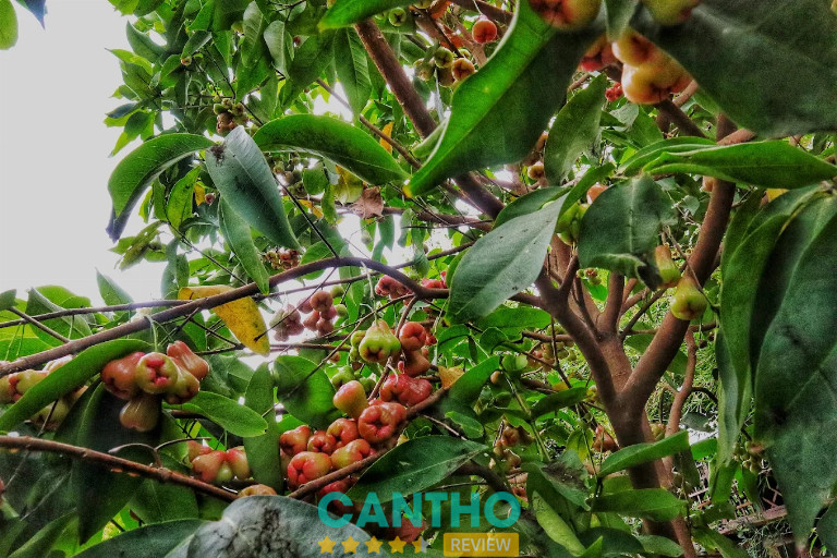  Vườn trái cây ở Cần Thơ 