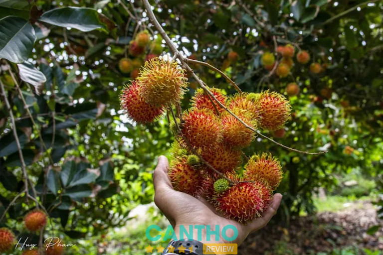 Vườn trái cây Tân Lộc ở Cần Thơ