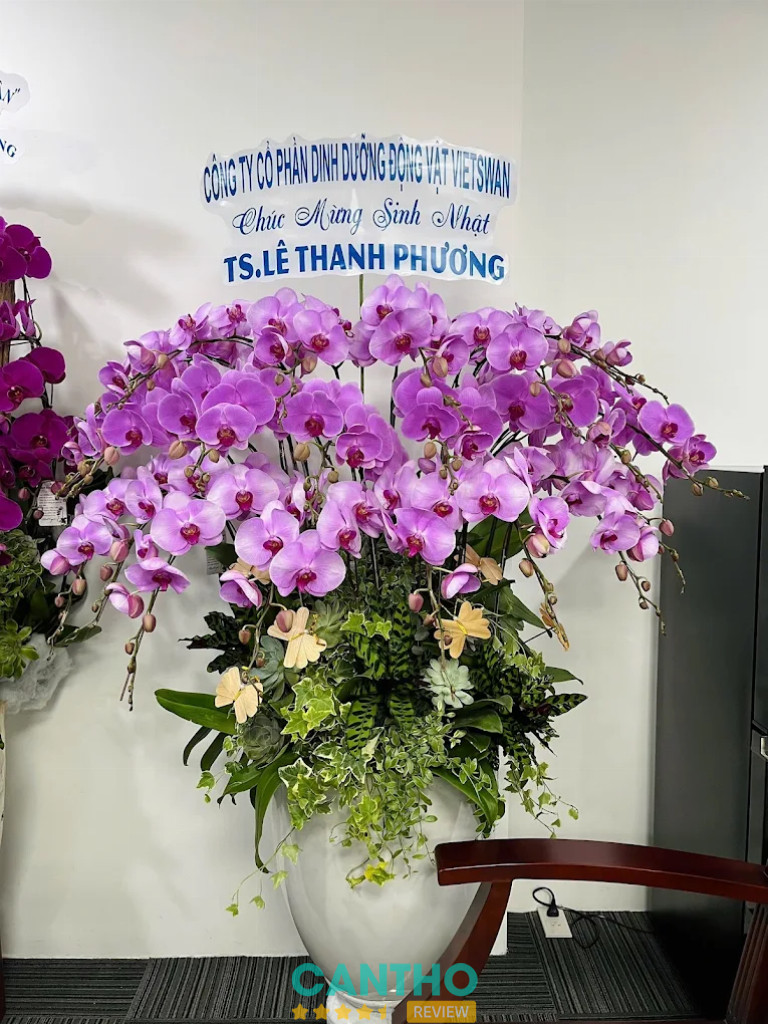 FLoLi chi nhánh Cần Thơ chuyên cung cấp chậu Lan Hồ Điệp chất lượng, màu sắc và thiết kế đẹp mắt