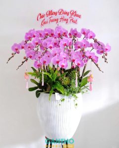 Shop lan hồ điệp ở Cần Thơ