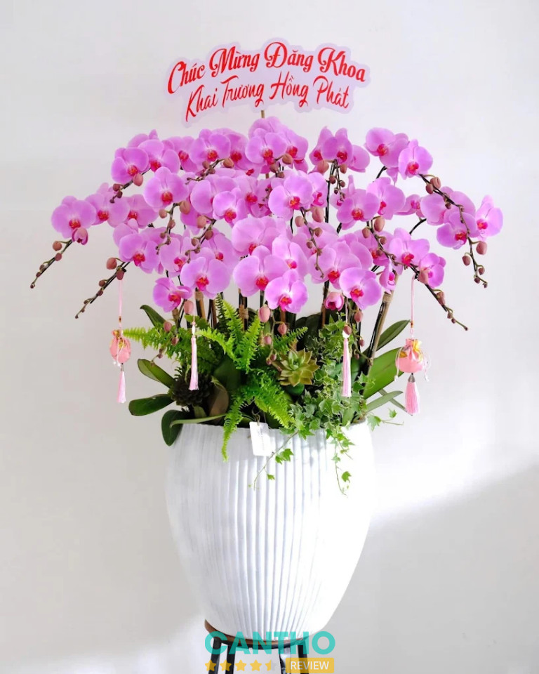 Chậu Lan Hồ Điệp Cần Thơ sang trọng tại FLoLi