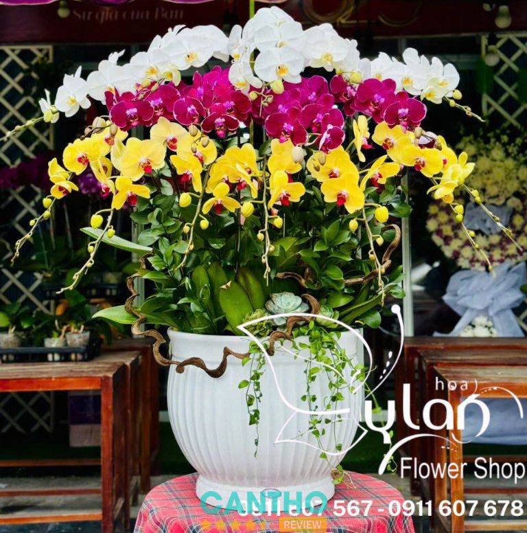 Shop bán hoa Lan Hồ Điệp ở Cần Thơ - Ỷ Lan Hoa