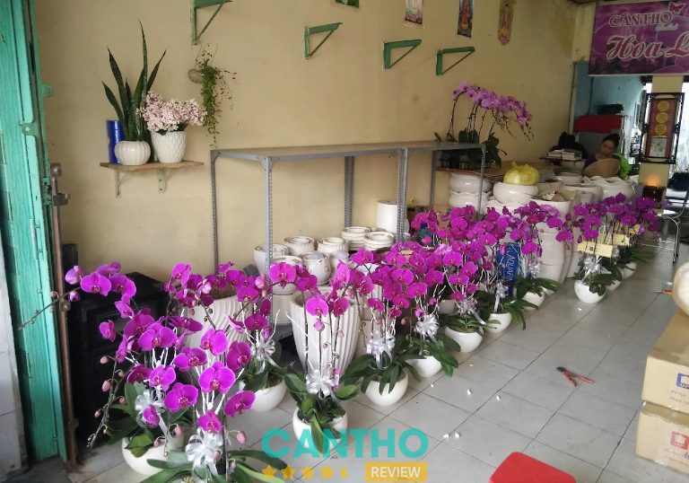 Shop hoa Lan Hồ Điệp tại Cần Thơ - Hoa Lan Cần Thơ