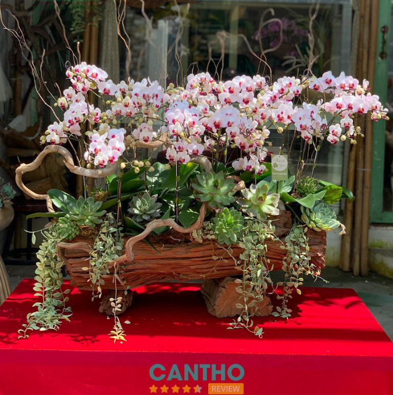 cửa hàng hoa Lan Hồ Điệp Cần Thơ - Elli Garden