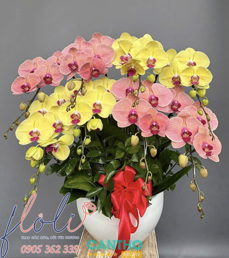Chậu Lan Hồ Điệp tại Shop Hoa Tươi FLoLi Sóc Trăng
