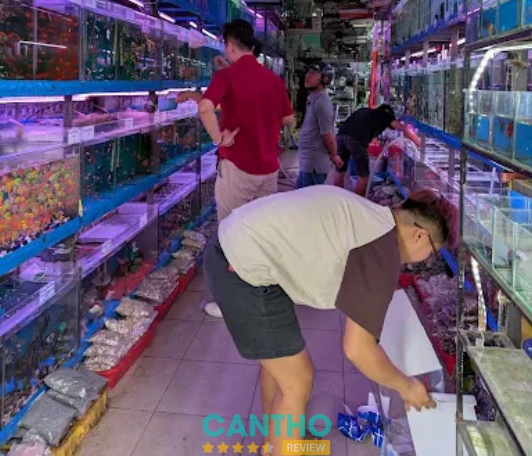 Cửa hàng cá cảnh ở Cần Thơ 