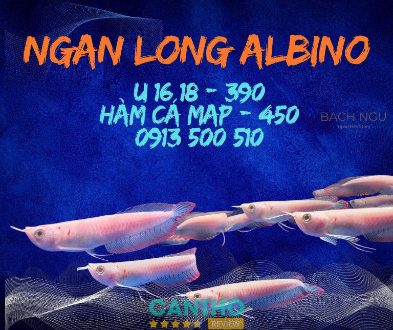 các tiệm cá cảnh ở Cần Thơ